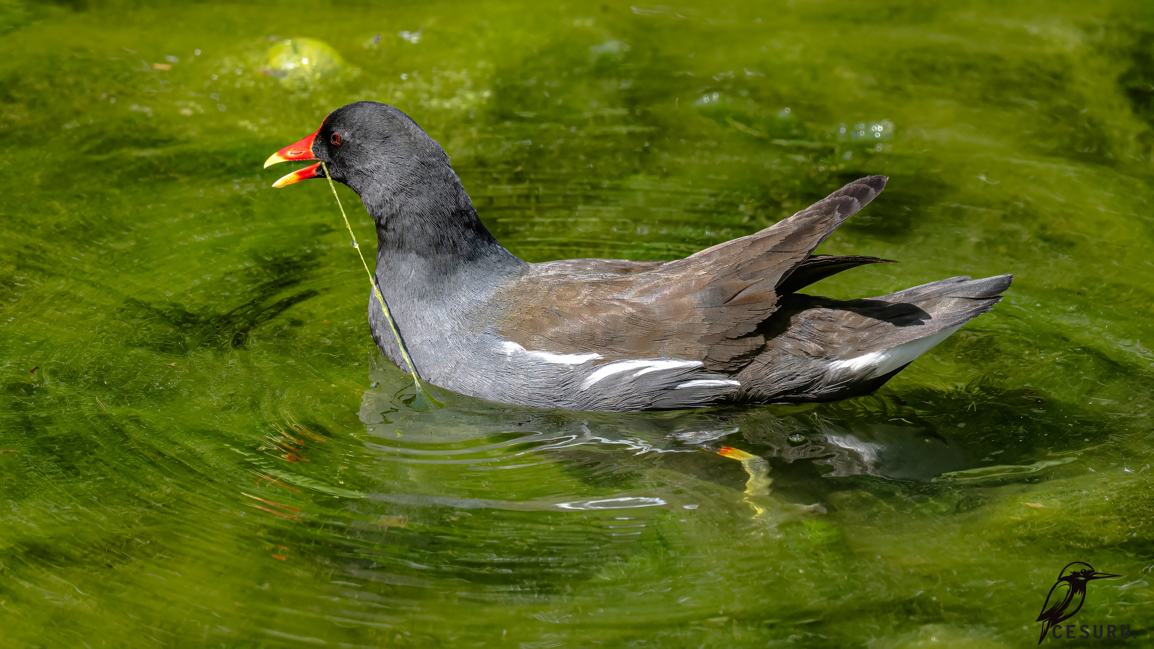Eurasian Moorhen